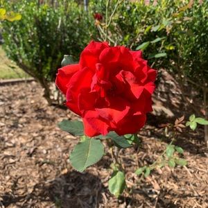 Meet your Posher, Peggy